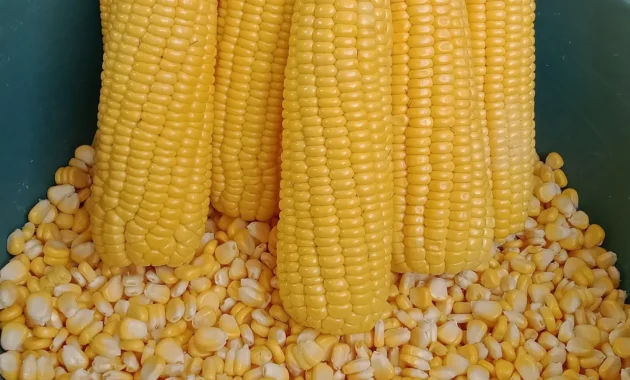 Ilmuwan China Kembangkan Jagung Berprotein Tinggi untuk Pakan Ternak