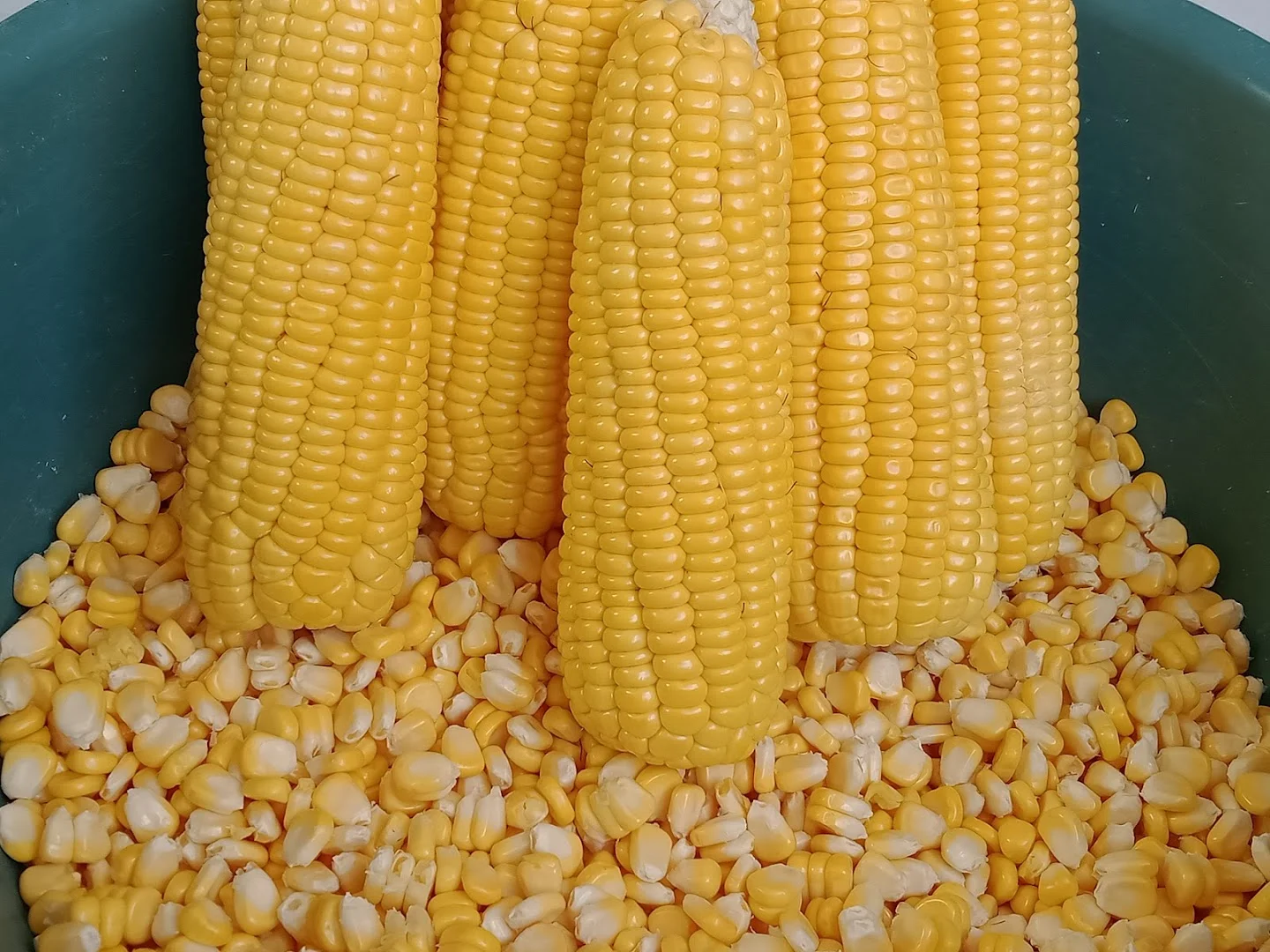 Ilmuwan China Kembangkan Jagung Berprotein Tinggi untuk Pakan Ternak
