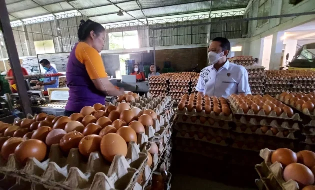 Jaga Harga Tetap Stabil, Pemerintah Wajibkan SPPG Serap Telur dari Peternak