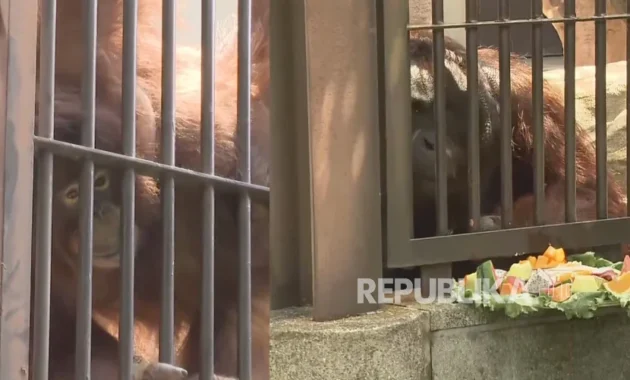 Jennifer dan Hayato Jadi Simbol Persahabatan Indonesia-Jepang Lewat Konservasi Orangutan