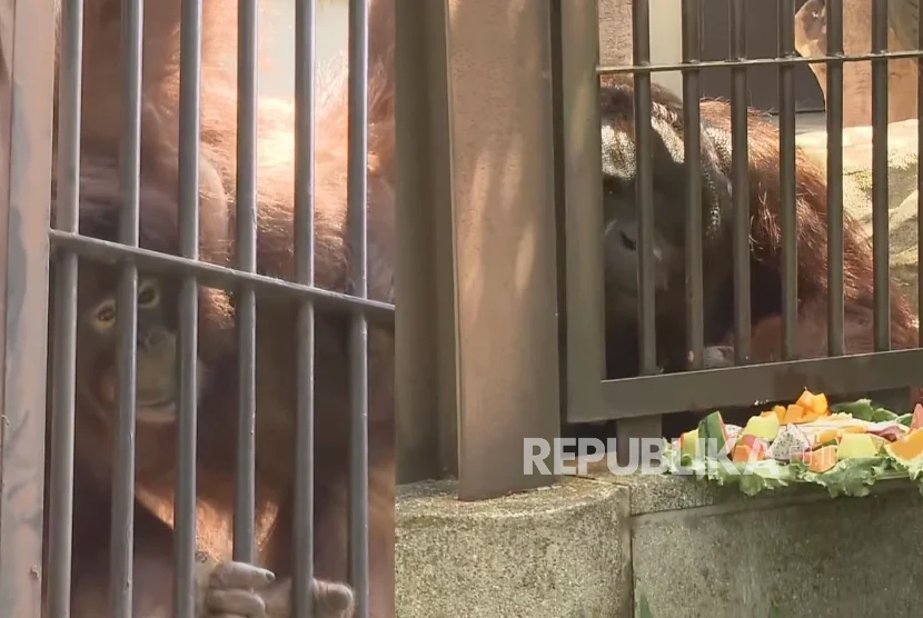 Jennifer dan Hayato Jadi Simbol Persahabatan Indonesia-Jepang Lewat Konservasi Orangutan