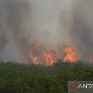 Karhutla Aceh Barat: Antara Bencana dan Tanggung Jawab Menjaga Alam