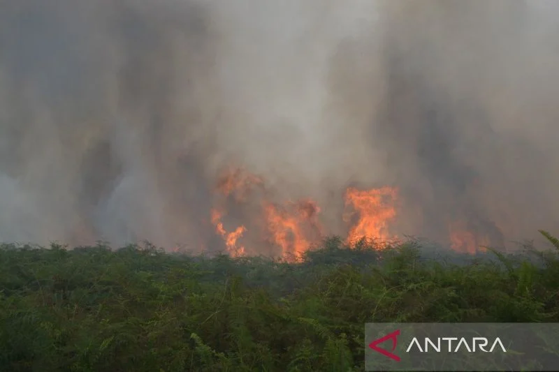 Karhutla Aceh Barat: Antara Bencana dan Tanggung Jawab Menjaga Alam