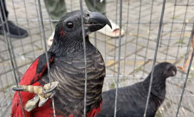 Kemenhut Gagalkan Perdagangan 100 Satwa Dilindungi di Tanjung Priok