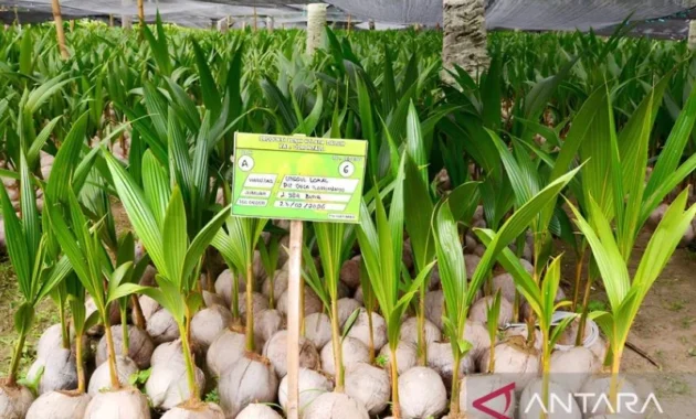 Kementan salurkan 737 ribu bibit kelapa dukung hilirisasi di Gorontalo