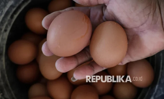 Kepala Bapanas Bahas Stabilisasi Harga Telur Bersama Peternak Kepala Bapanas Bahas Stabilisasi Harga Telur Bersama Peternak