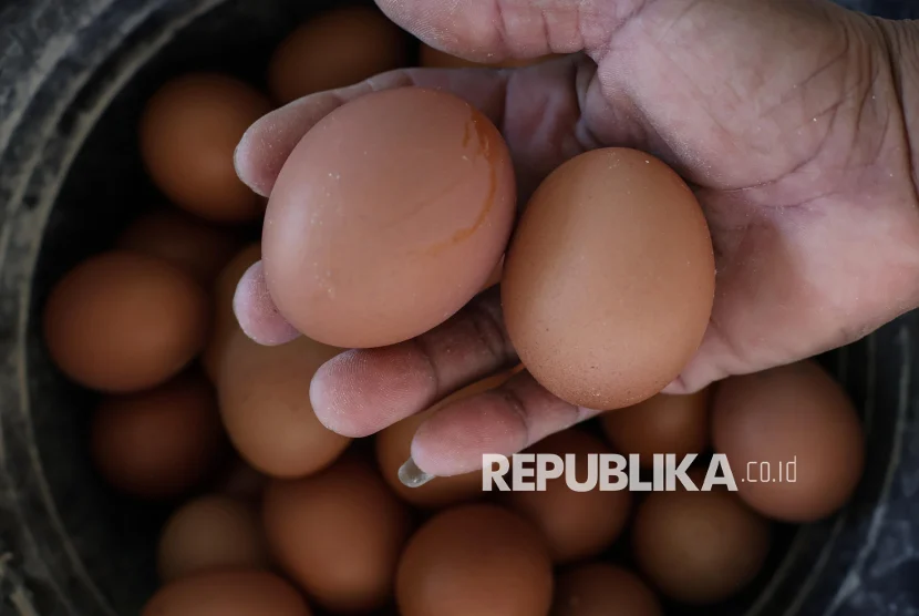 Kepala Bapanas Bahas Stabilisasi Harga Telur Bersama Peternak