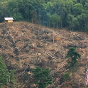 Kerusakan Kawasan Hutan TNKS Seksi VI Bengkulu Mencapai 10.000 Hektare