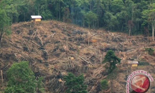 Kerusakan Kawasan Hutan TNKS Seksi VI Bengkulu Mencapai 10.000 Hektare