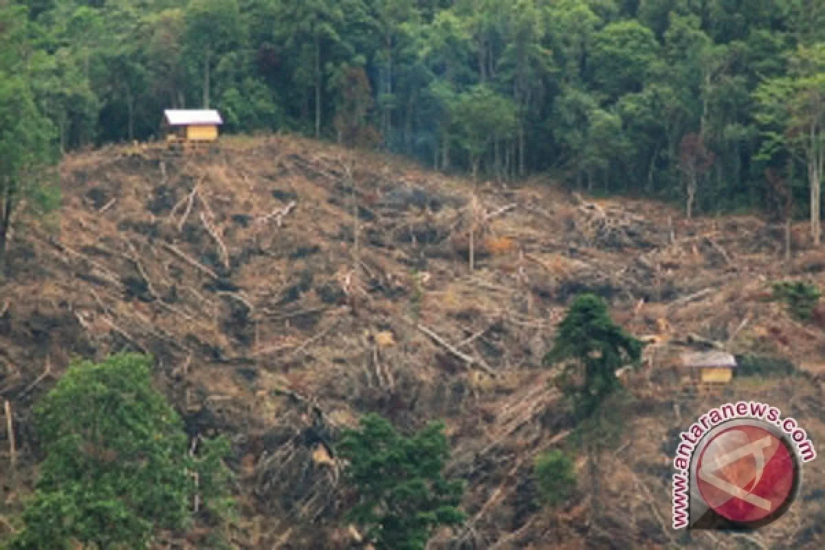 Kerusakan Kawasan Hutan TNKS Seksi VI Bengkulu Mencapai 10.000 Hektare
