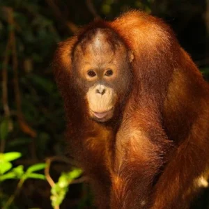 Lima Orangutan Kembali ke Habitat Alami di Kalimantan Tengah