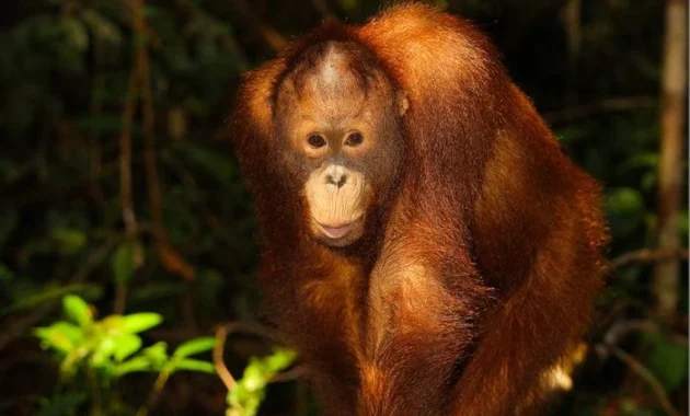 Lima Orangutan Kembali ke Habitat Alami di Kalimantan Tengah