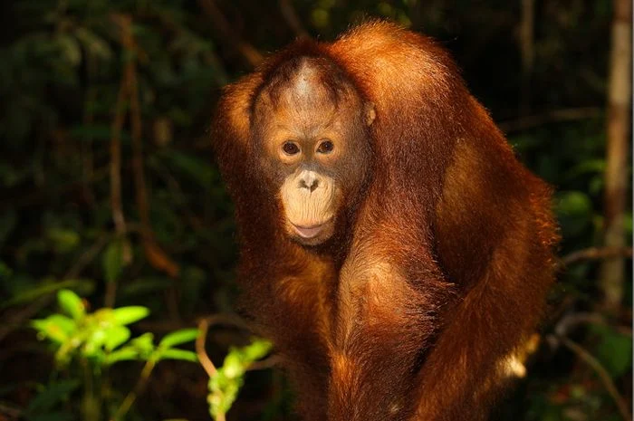 Lima Orangutan Kembali ke Habitat Alami di Kalimantan Tengah