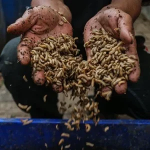 Maggot BSF dan Biopori Jadi Andalan Kelola Sampah di Jakarta Timur