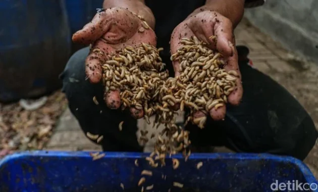 Maggot BSF dan Biopori Jadi Andalan Kelola Sampah di Jakarta Timur Maggot BSF dan Biopori Jadi Andalan Kelola Sampah di Jakarta Timur