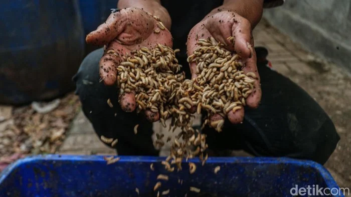 Maggot BSF dan Biopori Jadi Andalan Kelola Sampah di Jakarta Timur