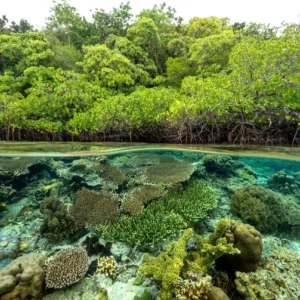 Menikmati Keindahan Terumbu Karang dan Hutan Mangrove di Berau