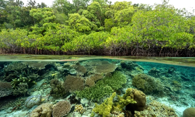 Menikmati Keindahan Terumbu Karang dan Hutan Mangrove di Berau Menikmati Keindahan Terumbu Karang dan Hutan Mangrove di Berau