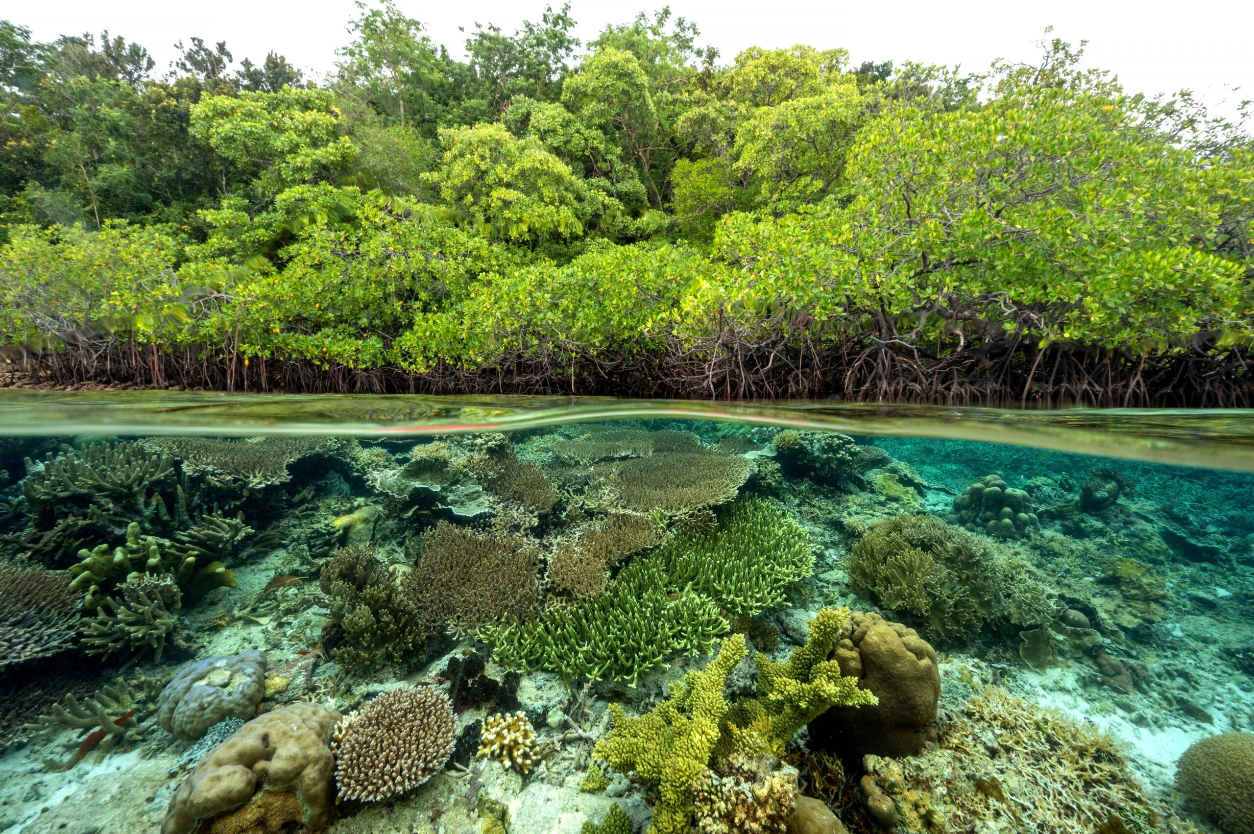 Menikmati Keindahan Terumbu Karang dan Hutan Mangrove di Berau