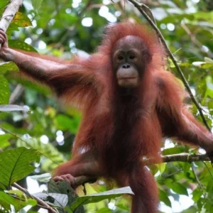 Menjaga Rumah Orangutan di Hutan Gambut Tabalong