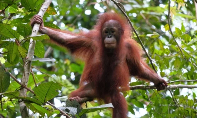 Menjaga Rumah Orangutan di Hutan Gambut Tabalong