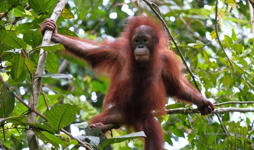 Menjaga Rumah Orangutan di Hutan Gambut Tabalong
