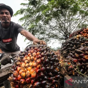 Menteri Pertanian Pastikan Harga Sawit Petani Sudah Kembali Normal