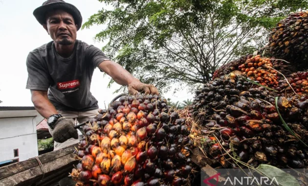 Menteri Pertanian Pastikan Harga Sawit Petani Sudah Kembali Normal