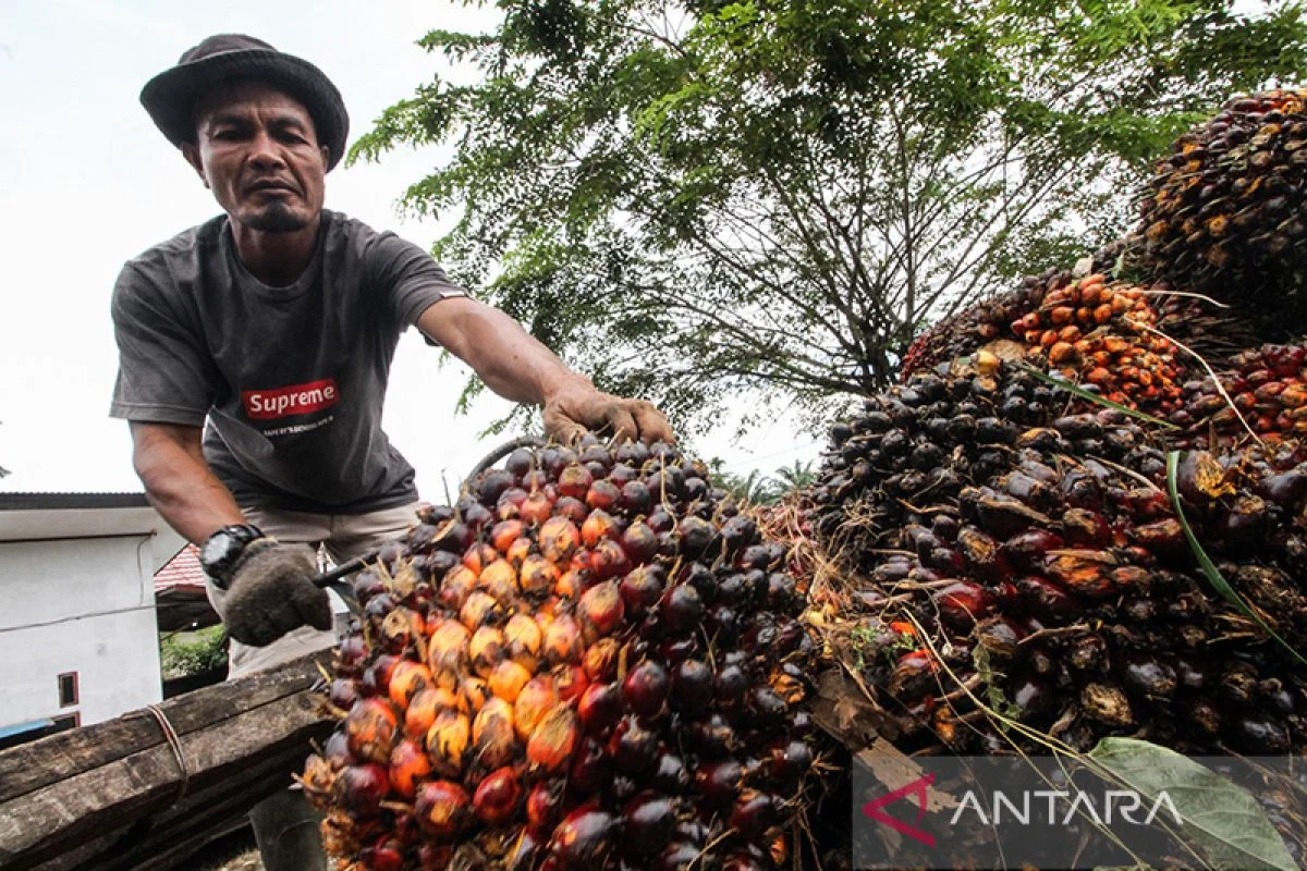 Menteri Pertanian Pastikan Harga Sawit Petani Sudah Kembali Normal