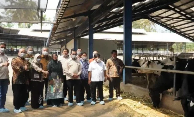OJK dan ILO Rilis Sistem ERP Dorong Akses Kredit Peternak Sapi Perah OJK dan ILO Rilis Sistem ERP Dorong Akses Kredit Peternak Sapi Perah