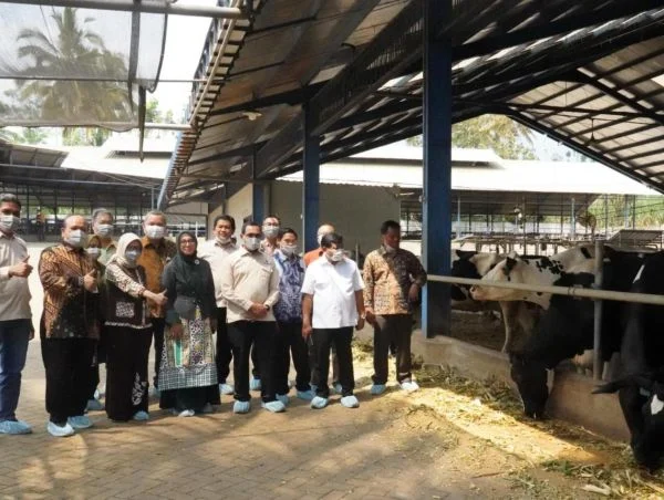 OJK dan ILO Rilis Sistem ERP Dorong Akses Kredit Peternak Sapi Perah