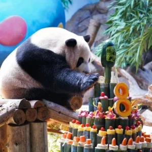 Panda Raksasa Kembar Rayakan Ulang Tahun ke-10 di Makau