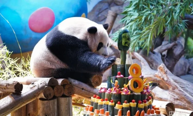 Panda Raksasa Kembar Rayakan Ulang Tahun ke-10 di Makau
