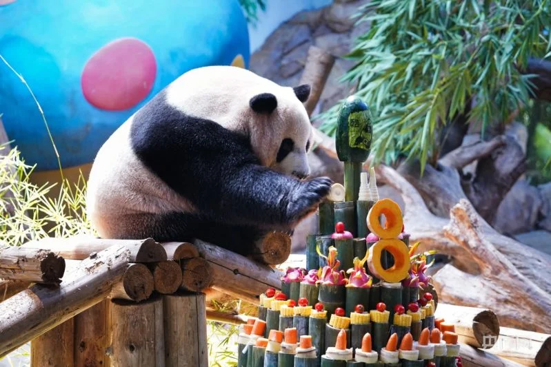 Panda Raksasa Kembar Rayakan Ulang Tahun ke-10 di Makau