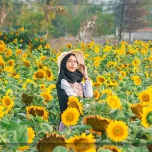 Patungan Matahari: Matahari Dijadikan Aset Bersama di Desa Inggris