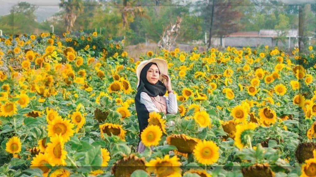 Patungan Matahari: Matahari Dijadikan Aset Bersama di Desa Inggris