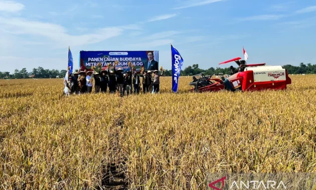 Pemerintah Dorong Produksi Padi lewat Model PM‑AAS, Produktivitas Bisa Tiga Kali Lipat