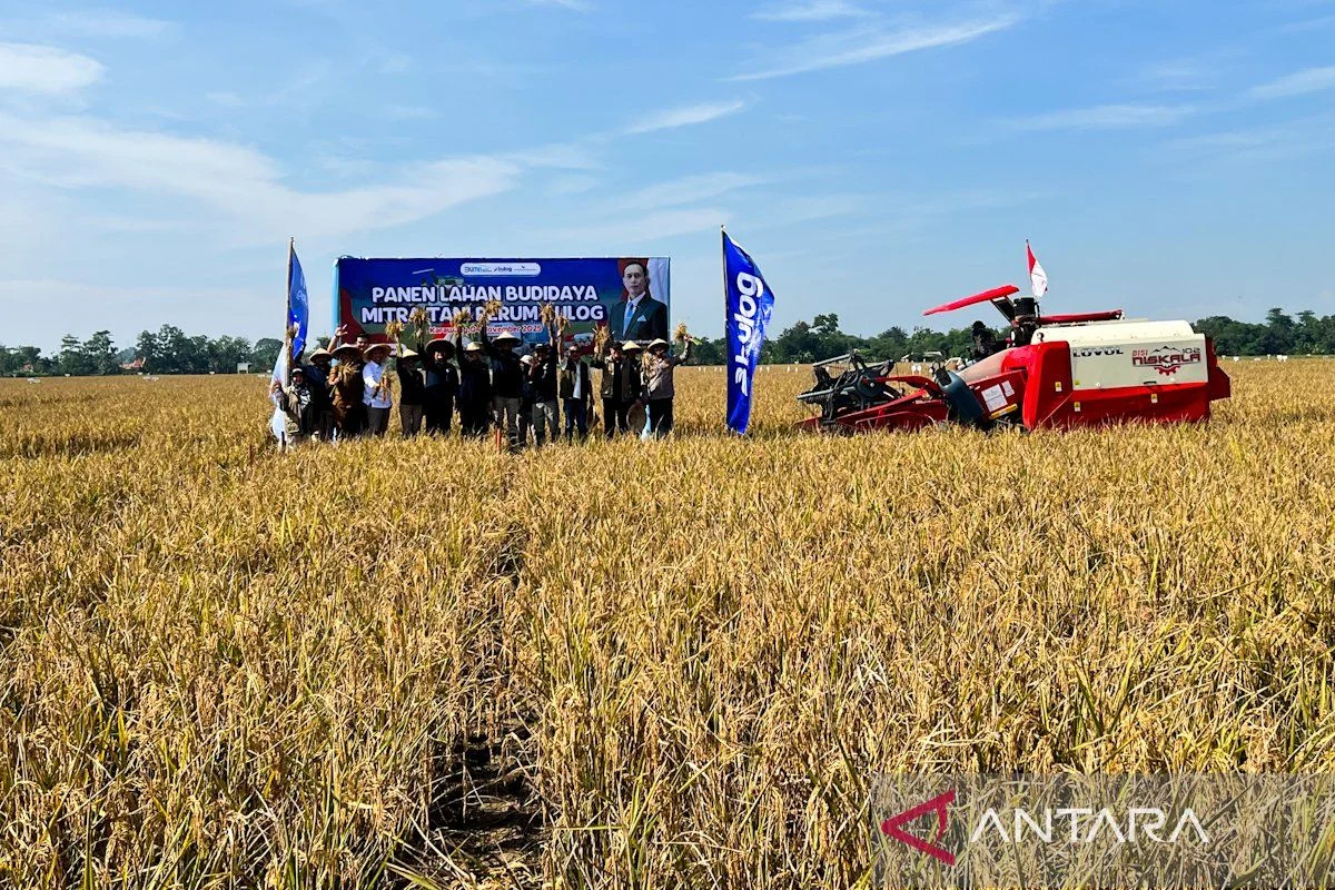 Pemerintah Dorong Produksi Padi lewat Model PM‑AAS, Produktivitas Bisa Tiga Kali Lipat