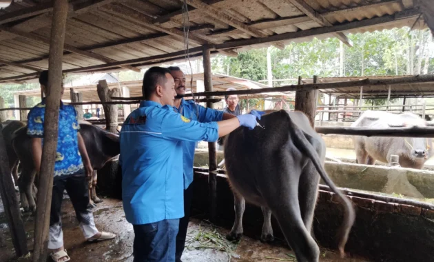 Pemkab Dharmasraya Usung Inseminasi Buatan Kerbau Cegah Kepunahan