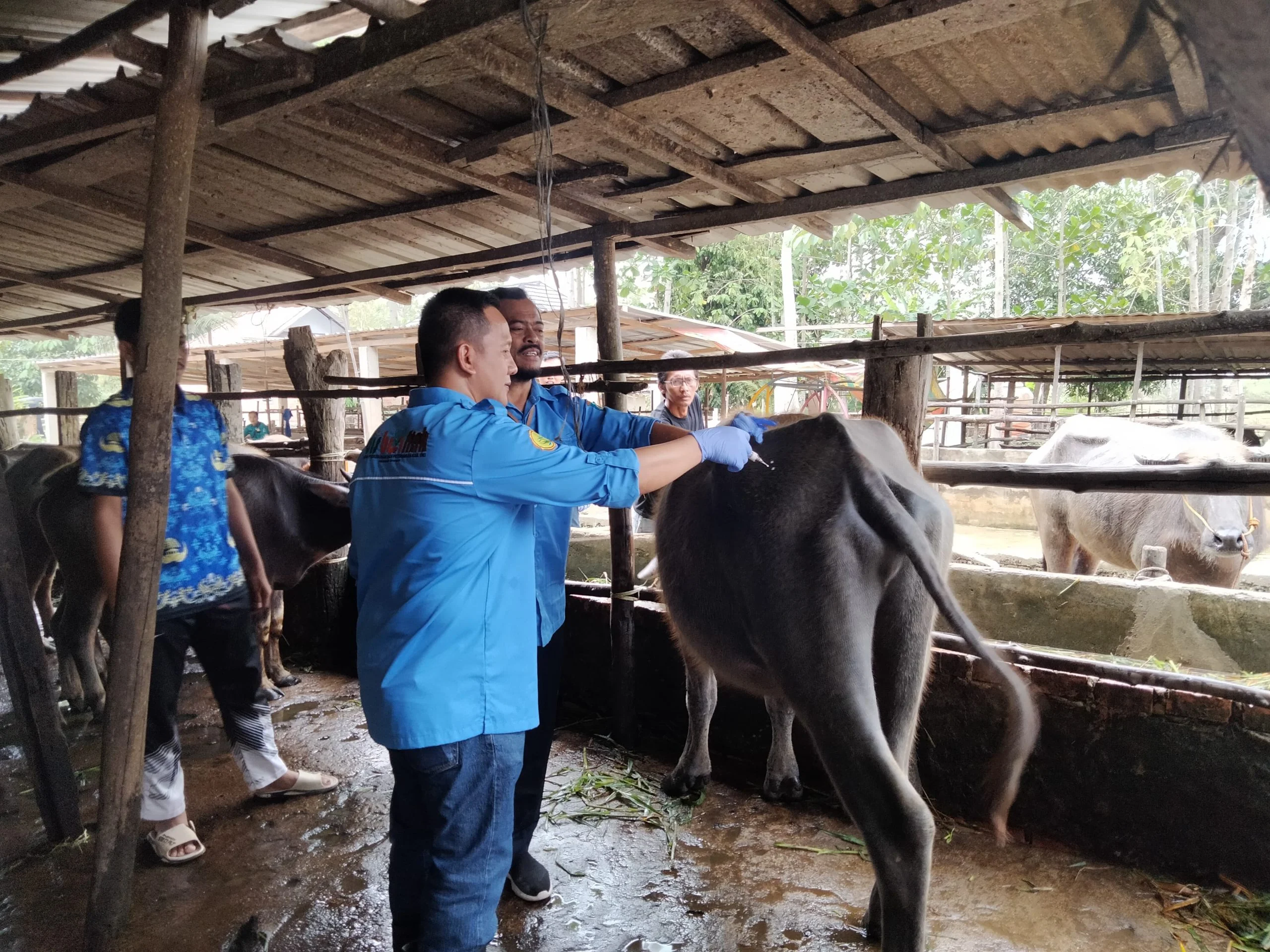 Pemkab Dharmasraya Usung Inseminasi Buatan Kerbau Cegah Kepunahan