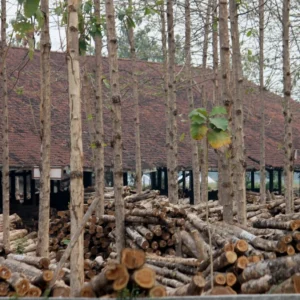 Pemprov Jatim Dorong Industri Kayu Berbasis Kelestarian Hutan