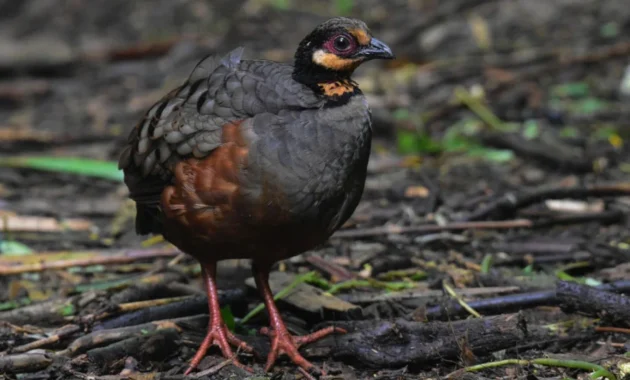 Peneliti Unej Ungkap Puyuh Gonggong Biasa di Pandalungan, Bukan Fauna Langka Peneliti Unej Ungkap Puyuh Gonggong Biasa di Pandalungan, Bukan Fauna Langka
