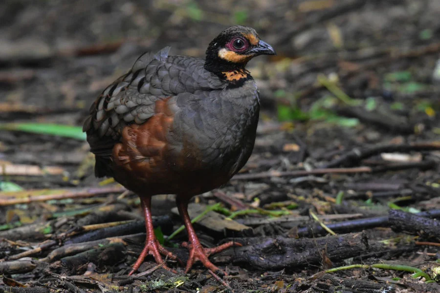 Peneliti Unej Ungkap Puyuh Gonggong Biasa di Pandalungan, Bukan Fauna Langka