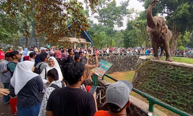Pengelola Ragunan Kesulitan Identifikasi Korban Anak Jatuh di Kandang Gajah Pengelola Ragunan Kesulitan Identifikasi Korban Anak Jatuh di Kandang Gajah