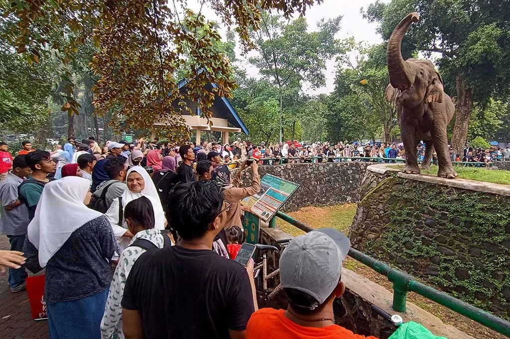 Pengelola Ragunan Kesulitan Identifikasi Korban Anak Jatuh di Kandang Gajah