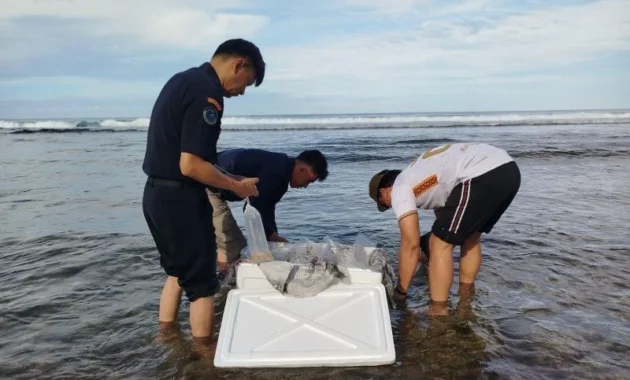 Perdagangan 4.000 Benih Bening Lobster Ilegal Dibongkar Polisi, Empat Orang Ditetapkan Tersangka