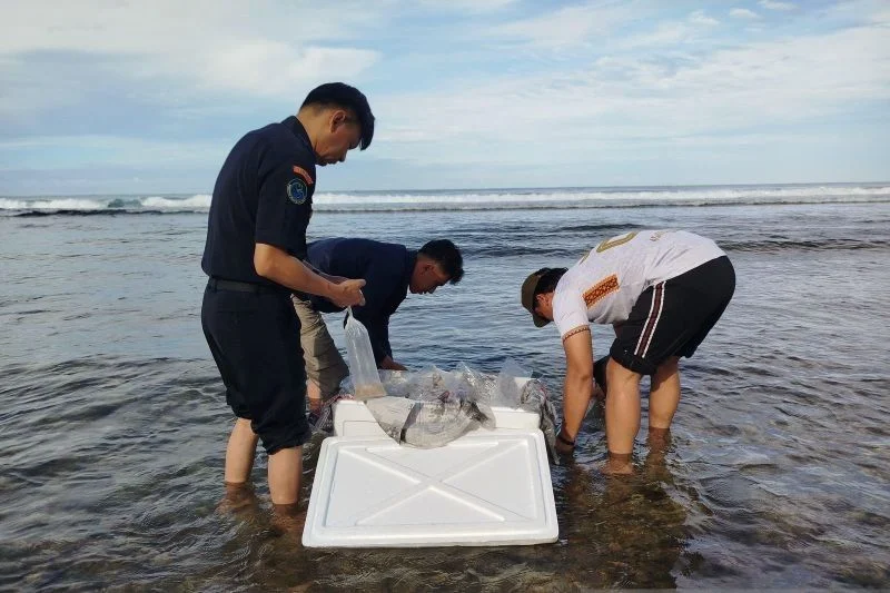 Perdagangan 4.000 Benih Bening Lobster Ilegal Dibongkar Polisi, Empat Orang Ditetapkan Tersangka