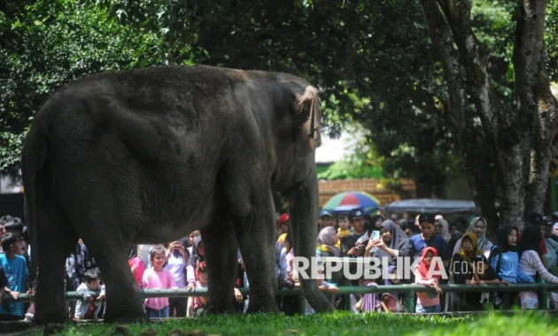 Peringati HUT ke-499 Jakarta, Masuk Ragunan dan Ancol Akan Digratiskan Selama Tiga Hari