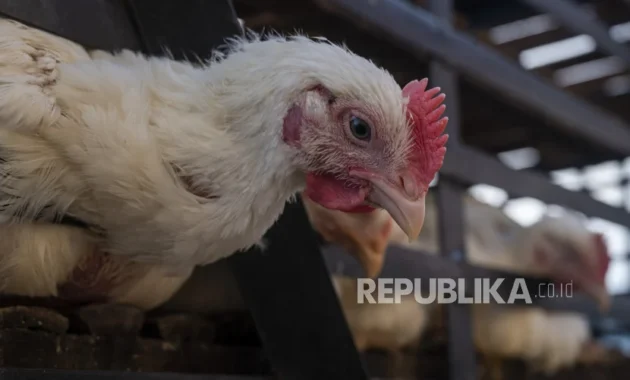Peternak Ayam Broiler Skala Kecil-Menengah Terancam Merugi Akibat Pemadaman Listrik Peternak Ayam Broiler Skala Kecil-Menengah Terancam Merugi Akibat Pemadaman Listrik
