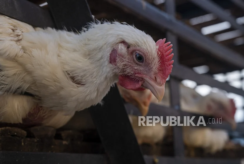 Peternak Ayam Broiler Skala Kecil-Menengah Terancam Merugi Akibat Pemadaman Listrik